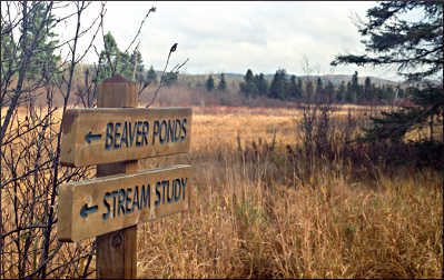 A meadow at Wolf Ridge.